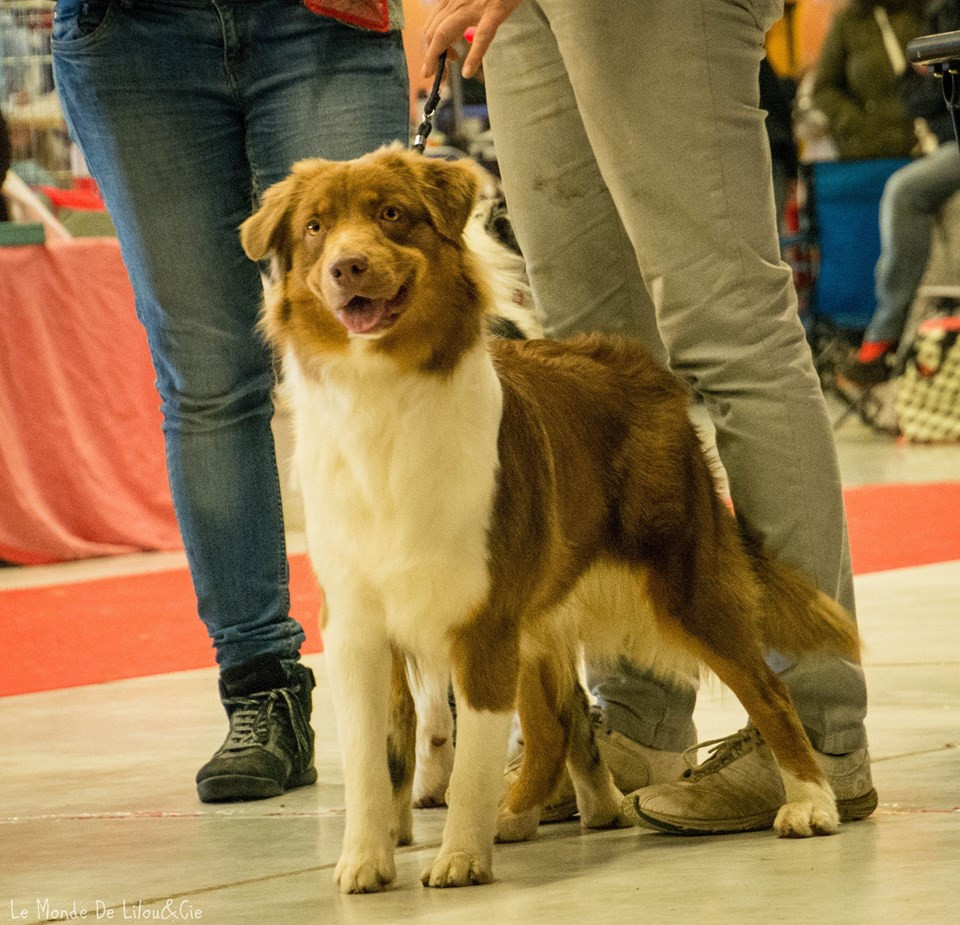 Exposition canine Mia