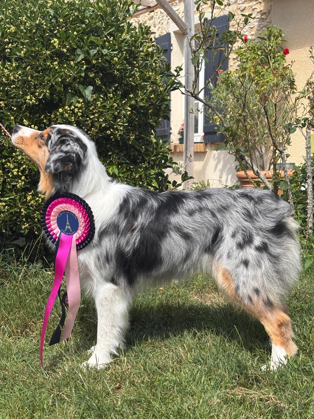 Exposition canine Tessi